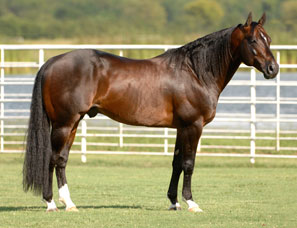 Nic It In The Bud - Photos by Cappy Jackson